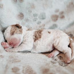 Ozzie - Parti male Goldendoodle puppy in Austin, Texas from Cedarcrest Goldendoodles