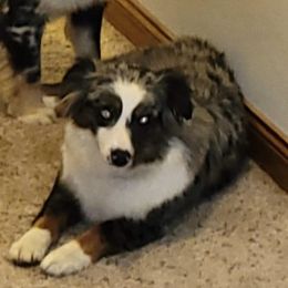 Lulu - Miniature Australian Shepherd