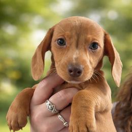 Holly - Dapple female Dachshund puppy in Anaconda, Montana from Williams Family Dachshunds