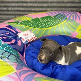 Ranger - White and blue male Rat Terrier puppy in Cushing, Oklahoma from Northwoods Rat Terriers