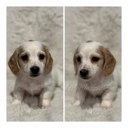Cashew (AKC) - Piebald male Dachshund puppy in Chehalis, Washington from McJazzin Doxies