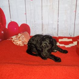 Poodle Puppies from Caboodles of Poodles