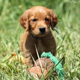 Missy Blue Boy - Dark golden male Golden Retriever puppy in Idaho Falls, Idaho from Once Upon A Dream Kennels