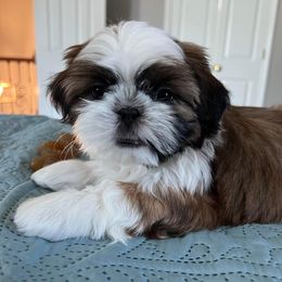 Shih Tzu Puppies from Delight Shihtzu
