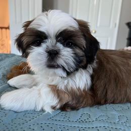 Shih Tzu Puppies from Delight Shihtzu