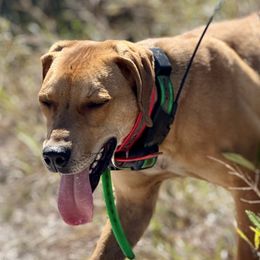 Jesse - Black Mouth Cur