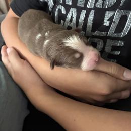 Australian Shepherd Puppies from Hughes Heritage Aussies