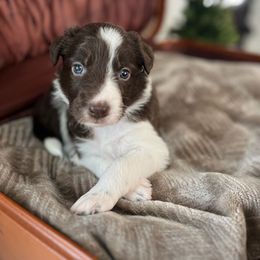 Bryce - White and red male Bordoodle puppy in Valley Center, California from Circle R Valley Bordoodls