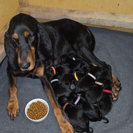 Sky Blue Collar - Black and tan female Black and Tan Coonhound puppy in Ephraim, Utah from Wanderlust Coonhounds