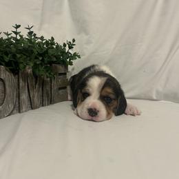 Girl 3 - White black and tan female Beagle puppy in Newman, California from Valley Beagles