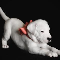 Dogo Argentinos from Designer Dogos