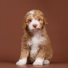 Moët - Red male Bordoodle puppy in Tillamook, Oregon from Oregon Bordoodles