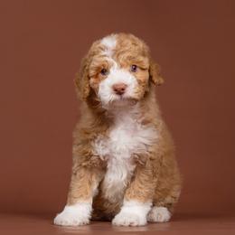 Moët - Red male Bordoodle puppy in Tillamook, Oregon from Oregon Bordoodles