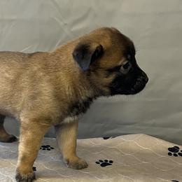 Girl 3 - Fawn Belgian Malinois puppy in Franklin County, Missouri from Tomy K9 Support Services