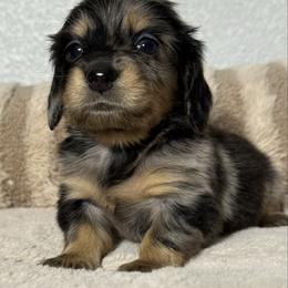 Eric - Dapple male Dachshund puppy in Gold Canyon, Arizona from Silverking Kennels