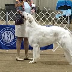 Borzois from Novgorod