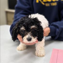 Bentley - Black and white male Cockapoo puppy in West Point, Mississippi from Golden Paws