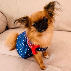 Mi-Ki Puppies from Orlando Mi-Kis