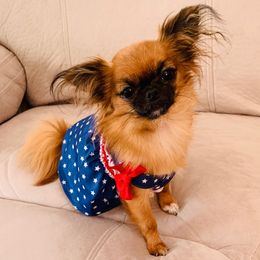 Mi-Ki Puppies from Orlando Mi-Kis