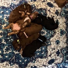 Poodle Puppies from Down The Rabbit Hole Poodles
