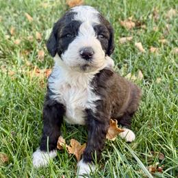 Bones - Brown and white male Bernedoodle puppy in Springville, Utah from Oodles of Bernedoodles