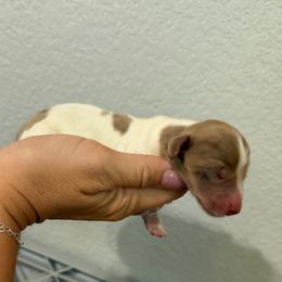 Boy 1 - Piebald male Dachshund puppy in Paradise, California from Barnes’ Doxies