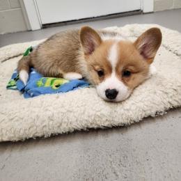 Bulldog and Pembroke Welsh Corgi Puppies from Salted Rim Corgis