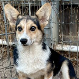 Tri Boy 3 - Black and tan male Pembroke Welsh Corgi puppy in Bay Area, California from MJ's Corgis