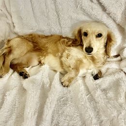 Dachshund Puppies from Mr. Wieners Dachshunds and roxiesdoxies