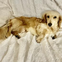 Dachshund Puppies from Mr. Wieners Dachshunds and roxiesdoxies