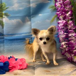 Boy 2 - male Chihuahua puppy in Warr Acres, Oklahoma from Morgenstern Kennels