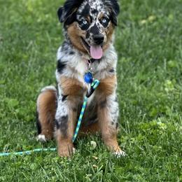 Aussiedoodle, Miniature Australian Shepherd, and Toy Australian Shepherd All Grown Up from Forever Aussies and A Doodle