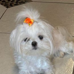 Angie - Maltese