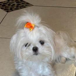 Angie - Maltese