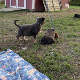 German Shepherd Puppies from Legacy K9’s