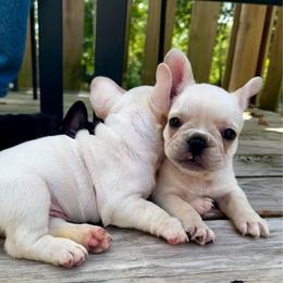 Gideon - Cream male French Bulldog puppy in Greenfield, Missouri from Hope Mountain French Bulldogs