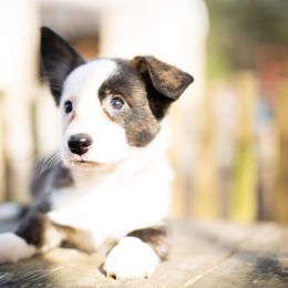 Cardigan Welsh Corgi and Pembroke Welsh Corgi Puppies from High Hopes Farm