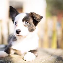 Cardigan Welsh Corgi and Pembroke Welsh Corgi Puppies from High Hopes Farm