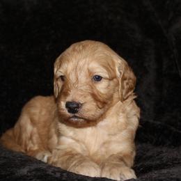 Goldendoodle Puppies from Silver Barn Doodles