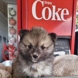 Luigi - Wolf sable male Pomsky puppy in Sand Coulee, Montana from Big Sky Pomskies