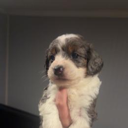 Princess - Merle female Bernedoodle puppy in Beauty, Kentucky from The Doodle Pad