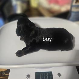 Bt boy - Black and tan male Dachshund puppy in San Antonio, Texas from Little Paws Doxies