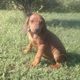 Chrissy - Rd whtn blk nose female Rhodesian Ridgeback puppy in Carney, Oklahoma from River Run Parson Russell terriers & River Run Ridgebacks
