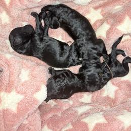 Juliet - Silver female Poodle puppy in Meadowbrook, California from Standard Poodle Pups