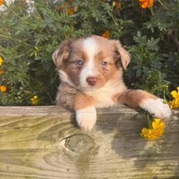 Rosé - Red merle female Miniature Australian Shepherd puppy in Massapequa, New York from All That Auss Mini Aussies