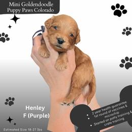Henley - Apricot female Goldendoodle puppy in Fort Lupton, Colorado from Puppy Paws Colorado