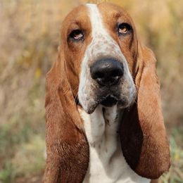 Basset Hounds from Kinfolk Basset Hounds
