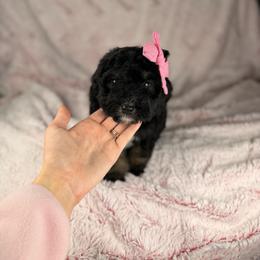 Hera - Tri-color female Bernedoodle puppy in Sweetwater, Florida from Sandy Snout Doodles