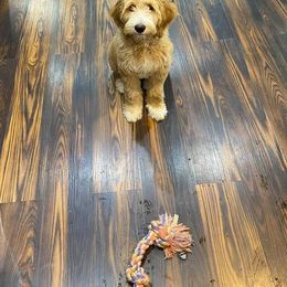 Goldendoodle Puppies from Doodle Devotion