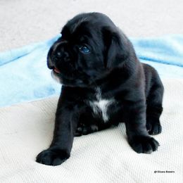 Boxer Puppies from Dizara Boxers